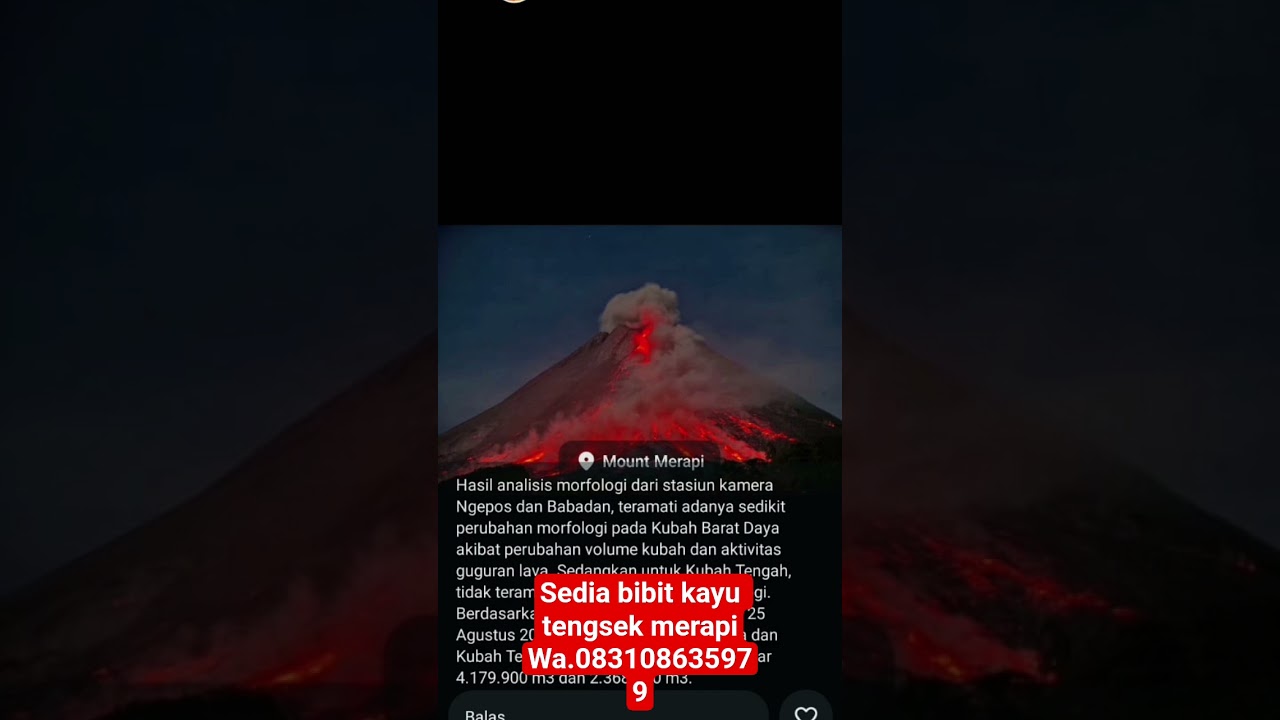 sedia bibit kayu tengsek merapi wa.083108635979 