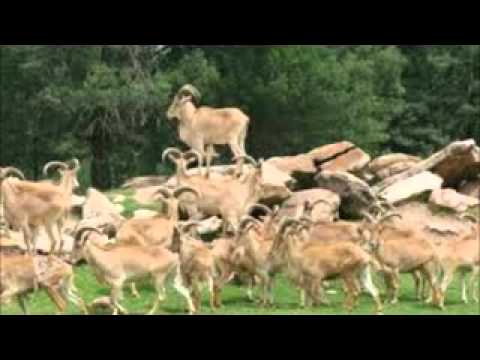 حدفي الحجيره ابوبكرسالم بلفقيه 
