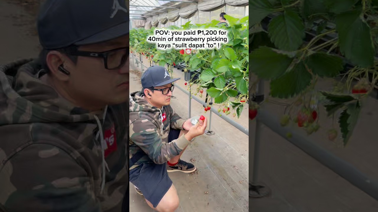 ₱1,200 Para sa 40 Minutes Strawberry Picking #shorts #ichigo #strawberry #japan