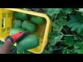 ８月２９冬瓜の収穫