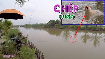 Câu Trúng Ổ Cá Chép Sông To, Cách Phối Mồi Câu Cá Chép Hiệu Quả Nhất ➣ Săn Hàng Tập 6