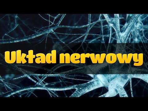 Podstawy układu nerwowego: struktura neuronu