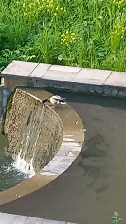 Утка хочет пить. Смоленск 01.06.2024 #смоленск #утка #утки #пить #птицы ...