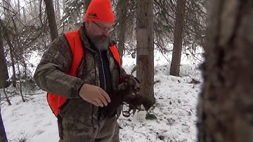 Checking a few coyote snares, marten and mink sets 2018-19