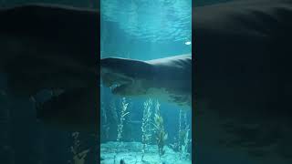 #fishing #fish #fishingtips #fishinglife #sharktank #sharks
