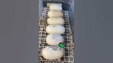 🐍Water on the Egg!🧪 #molinarosnakelab #ballpython #reptiles #snakeeggs #royalpython #snakebreeding
