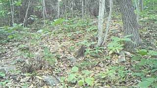 Big Bear sniffs camera and steams it up 090515