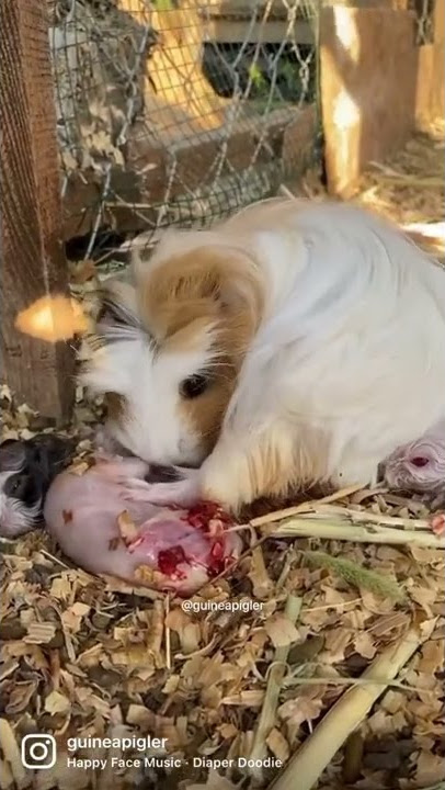 Guinea pig giving birth and cleaning and stimulating