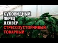 Денвер кубовидный красный перец. Стрессоустойчивый с хорошим товарным видом!