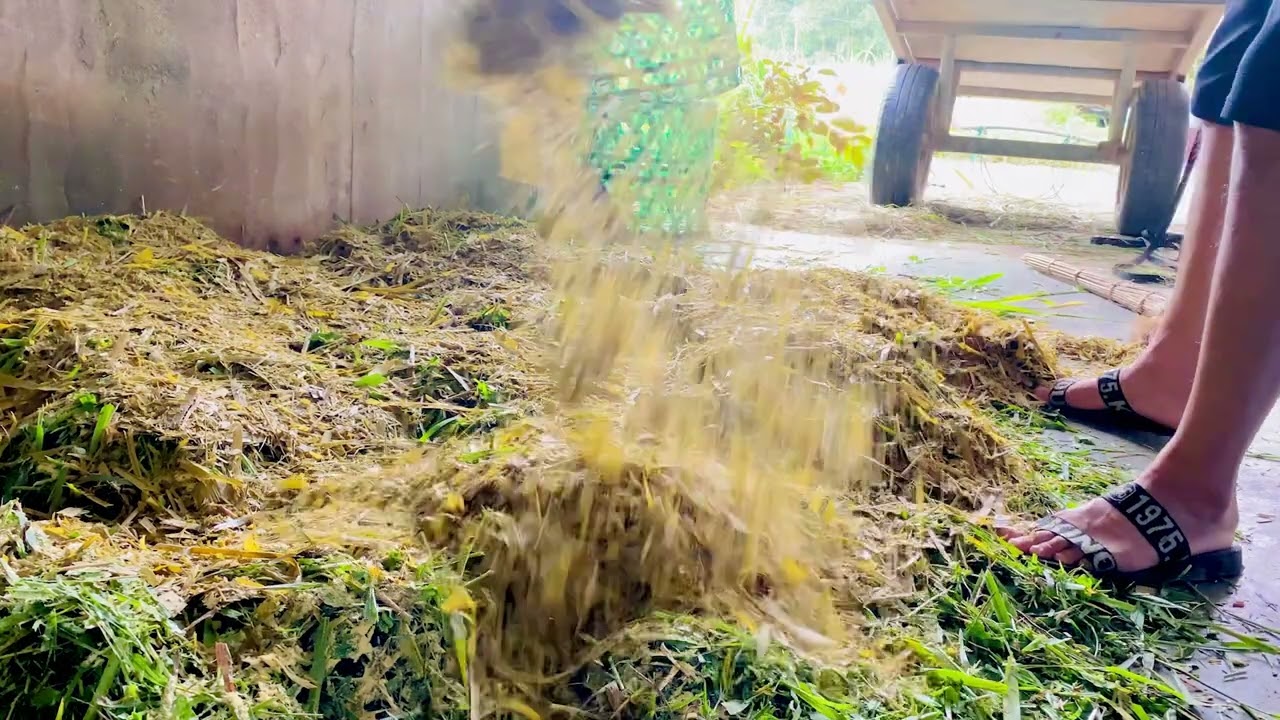 Preparing Grass Feed for Deer – Farm Life Routine