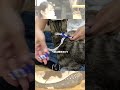 【ハーネスの付け方】小さい猫ver. #shorts