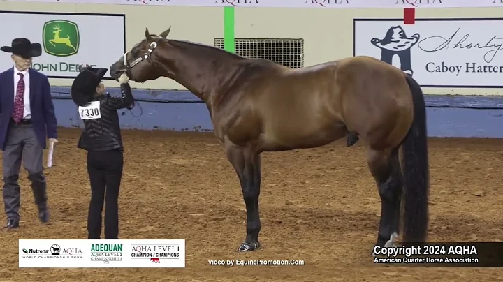 Select Aged Stallions - 2024 AQHA World Championship Show