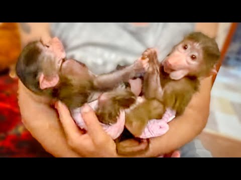 Люся степа маня гамадрил тайган. Тайган #shorts. Тайган #shorts. Shorts живи степка живи. Живи степка живи тайган.