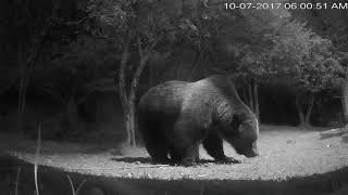 A huge grizzly in my yard. by Brandi Nichols 2,378 views 6 years ago 40 seconds