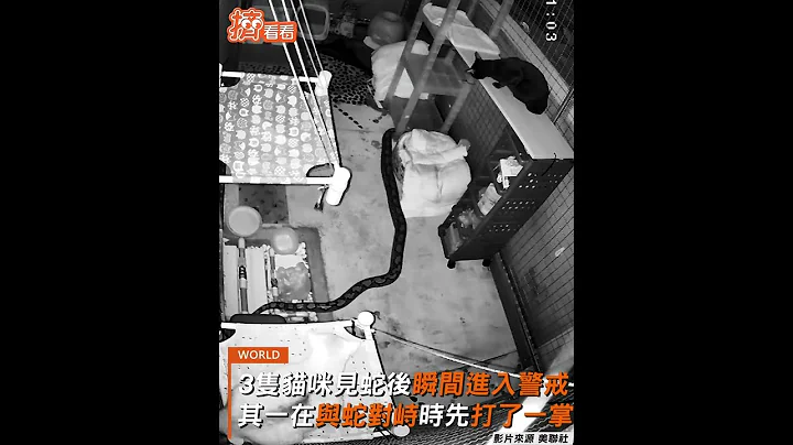 大敗! 蟒蛇清晨闖貓窩開食 3貓瞬間警戒一巴掌把蛇打懵｜TVBS新聞｜擠看看 #Shorts - 天天要聞