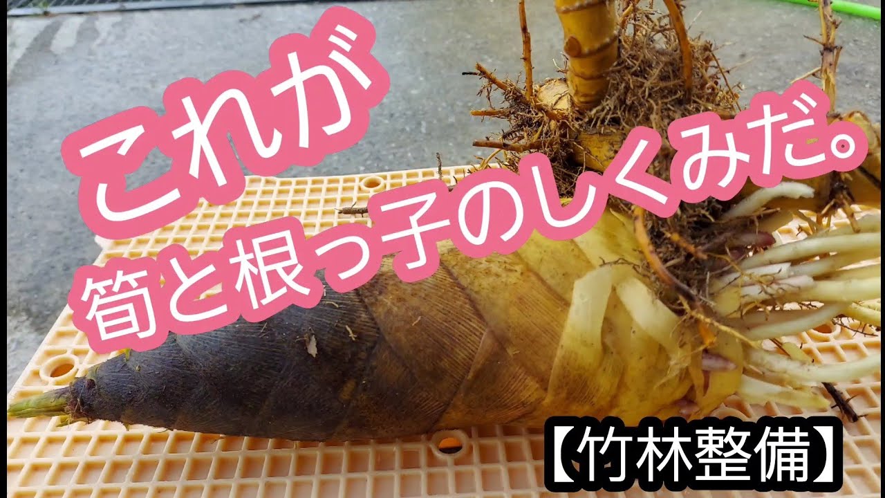 これが 筍と根っ子のしくみだ。‼️【竹林整備】 - YouTube