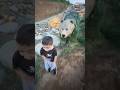 Ayı geldi #youtubeshorts #funny #cute