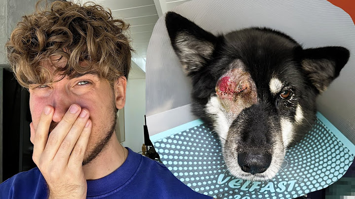 What happened to my dog Lark...