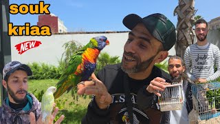 سوق القريعة🇲🇦 الجزء: 2 شاهد ببغاء اللوري يتكلم عشاق وليدات للدريساج فرجة ممتعة #سوق_القريعة 