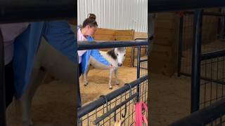 looks like Karen will be getting her foal alert today #katievanslyke Net Worth