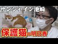 【保護猫活動】第1話 猫おじさん保護猫明日香と出会う【サンシャイン池崎】