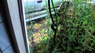 2014 08 20 De Parachuteplant