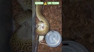 WARNING ⚠️ LIVE FEEDING #warning #live #feed #feeding #livefeed #ballpython #monsoon #axanthic #ball