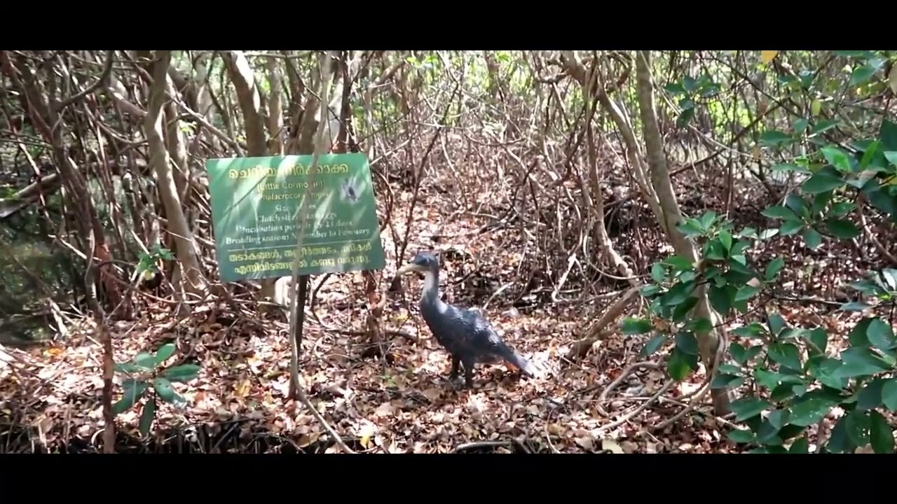 MALIPPURAM AQUA BEACH FISH HATCHERY & MANGROVE FOREST PARK | Ernakulam | Tourism Kerala