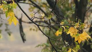 2 Minutes of Natural Rainfall 🌧️ Gentle Leaf Ambience for Relaxation, Meditation and Clear Focus