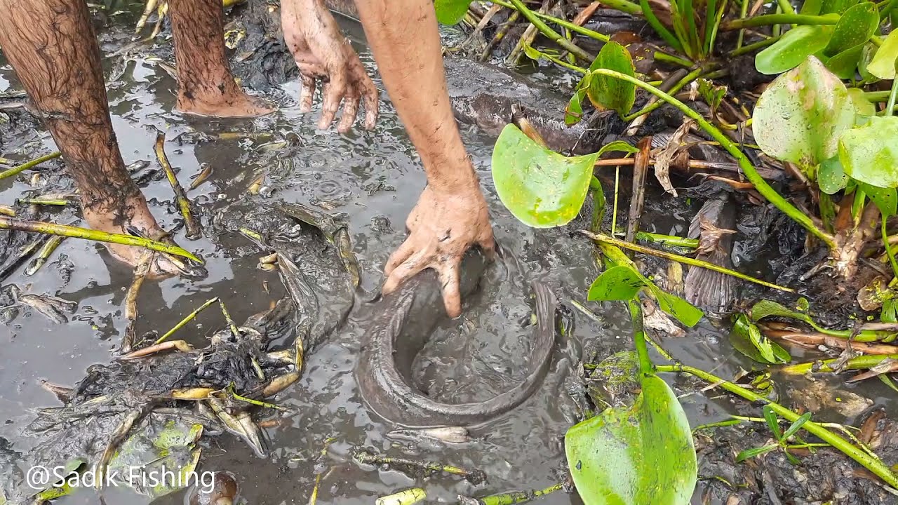 Hand Fishing Video. The Smart Boy Catch Catfish From  Mud From The River.