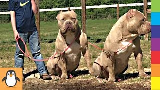 4 Pitbull Lovers 🎁 Funny and Cute Pitbulls Videos Compilation by PIGO 1,396 views 4 years ago 11 minutes, 29 seconds