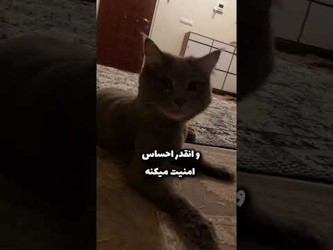 فلا مردکوچک من     