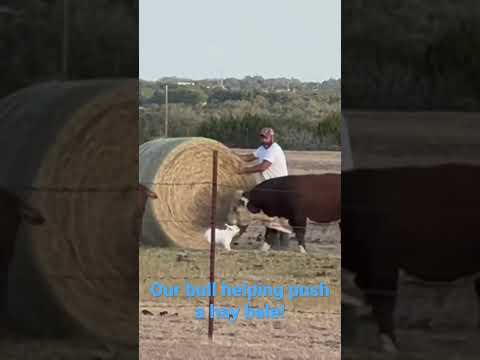 Our bull helping