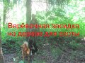 Верёвочная засидка на дереве для охоты