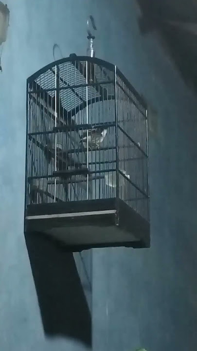 CENDET MATAHARI GACOR...!!!!