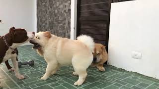 chow chow fighting