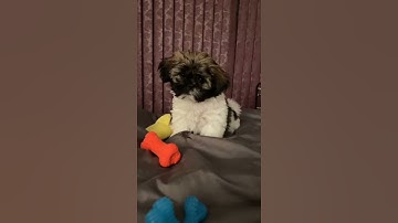 Thumbnail of 😭Crying Dog Sound Reaction🥺| Pandan the Shih Tzu