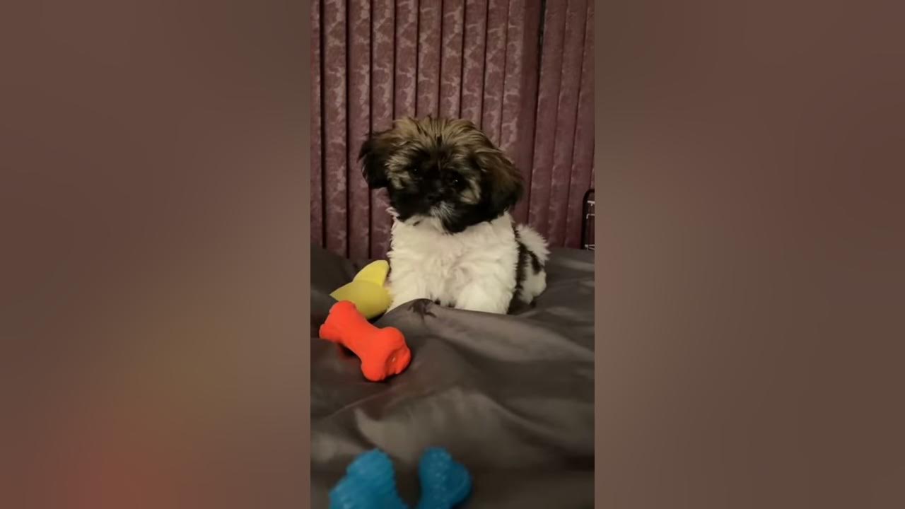 😭Crying Dog Sound Reaction🥺| Pandan the Shih Tzu