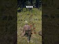 3 Rare items Locations in Red Dead Redemption 2