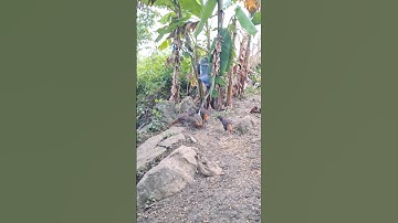 gà rừng đẹp trai ăn sáng của hlau youtube.Hlau youtube cov me nyuam lau qaib qus zoo raug heev li