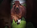 Cute vs  Scarry Animals || #animalshorts