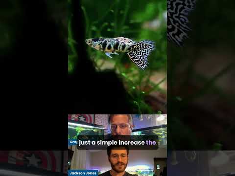 Fish Photography Tips from Jackson with Fin and Filter