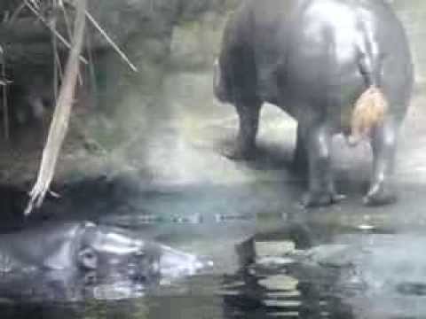 1030123新加坡動物園內的河馬戀人