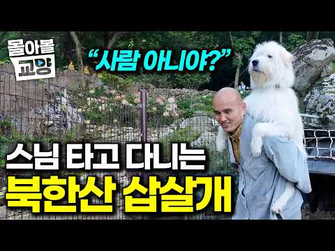 I took in abandoned Bukhansan strays, and now they head out every day to fight wild boars #BingeW...