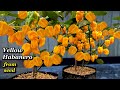 Growing yellow habanero peppers from seed  step by step