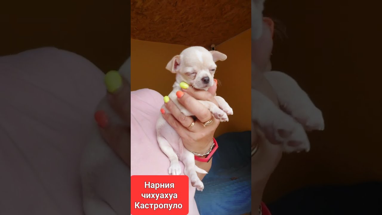 Купить Чихуа Уссурийск