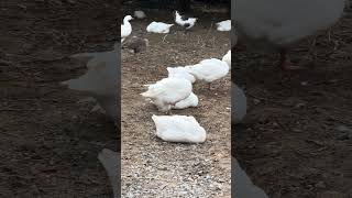 Sleeping White Goose Geese Apple Iphone 15 Pro Max 5X Tetraprism / Telephoto Lens Test Sample