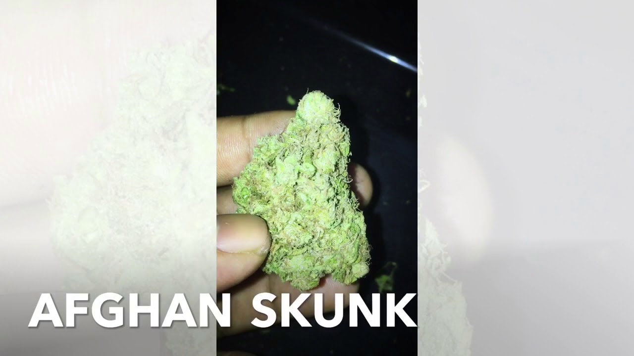 Expert Seeds Afghan Skunk