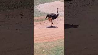 Ostrich Walking Merida Yucatan Mexico Tropical City Park Big Bird Life