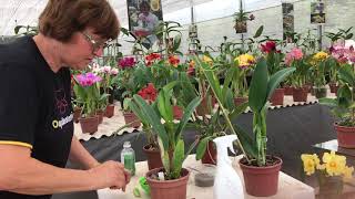 Caiu a Flor da minha Orquídea. O que eu faço agora? - thptnganamst.edu.vn